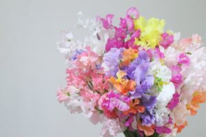 プロポーズのプレゼントに最適なスイートピーの花束