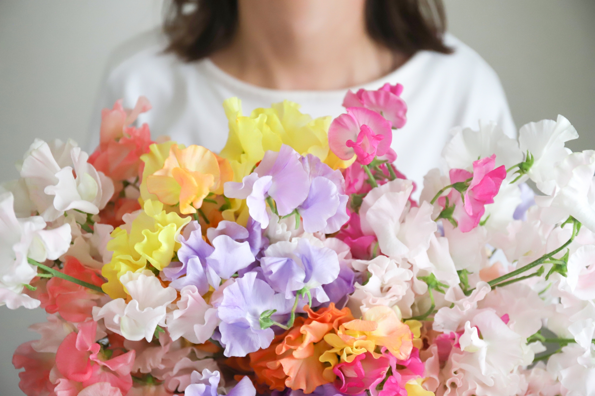 両手いっぱいのカラフルなスイートピーの花束でプロポーズされる女性