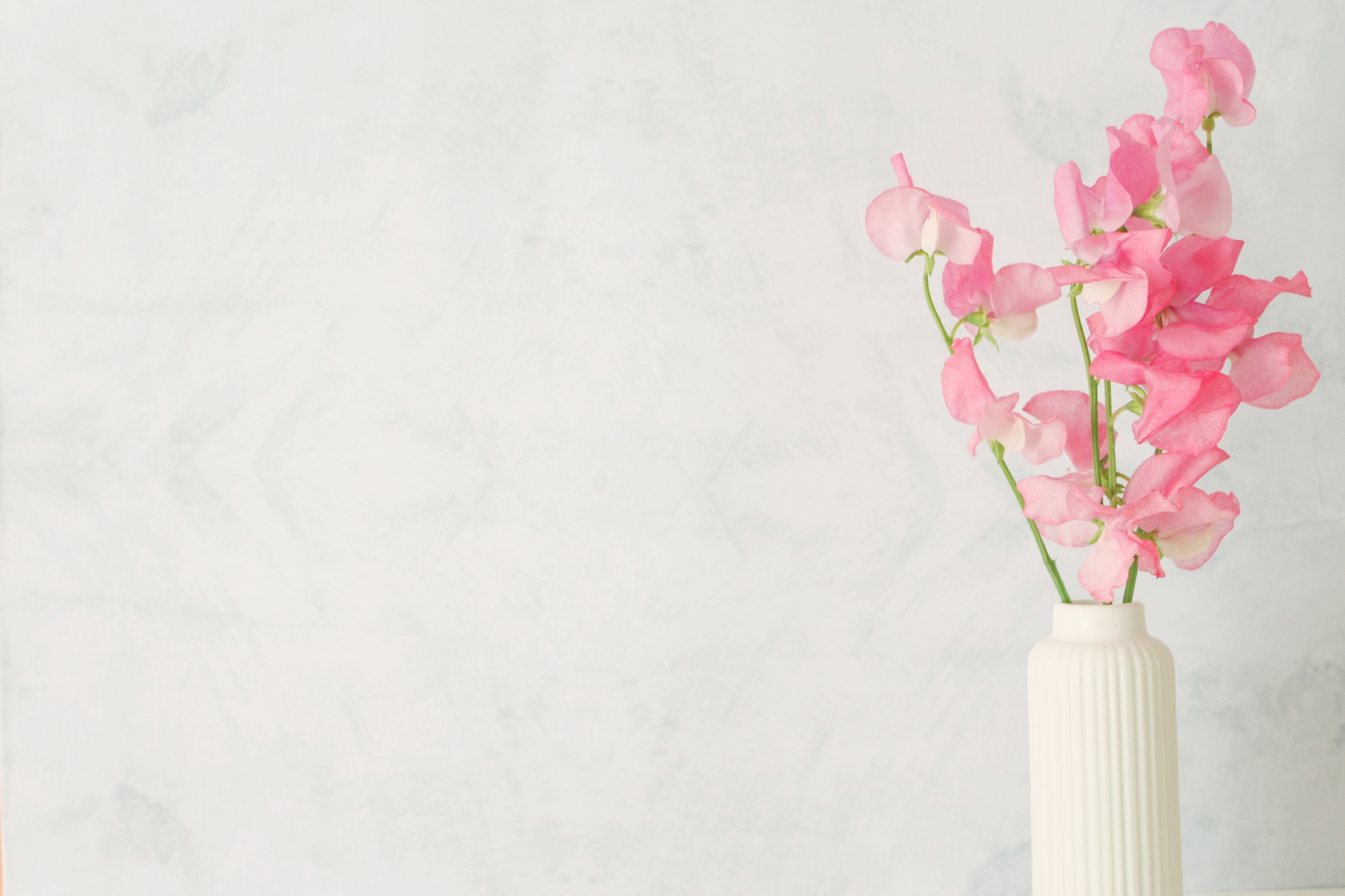 プロポーズのプレゼントに最適なピンクのスイートピーの花束