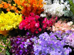 プロポーズのプレゼントに最適なスイートピー