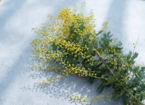 「感謝」「思いやり」「真実の愛」という花言葉を持つミモザ