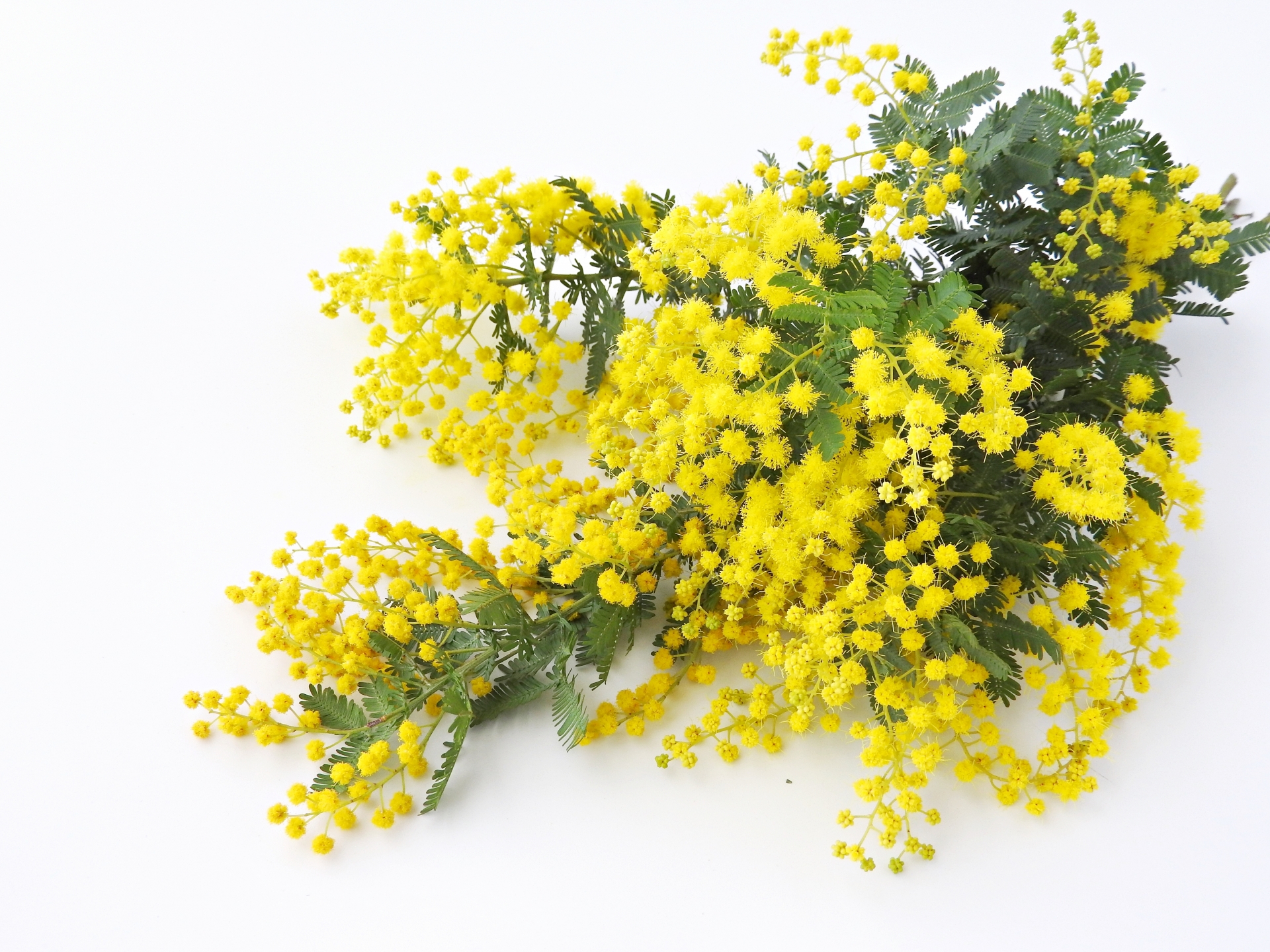 プロポーズのプレゼントに最適なミモザ