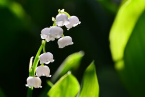 プロポーズのプレゼントとして人気のスズラン