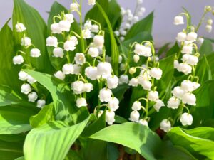 プロポーズギフトとして人気の白いスズランの花束